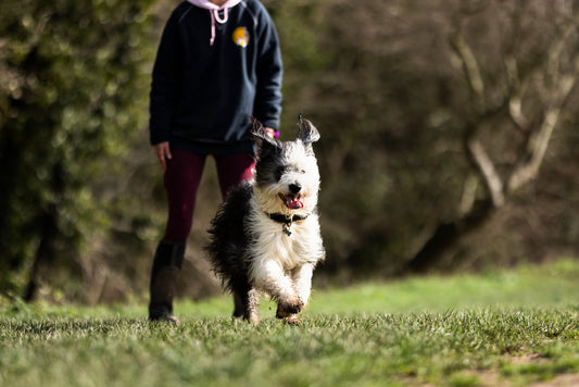 Canine Conditioning Session - Every Step Veterinary Physiotherapy